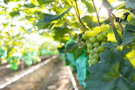 Korean table grape production Shine Muscat Adobe Stock