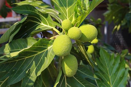 Breadfruit