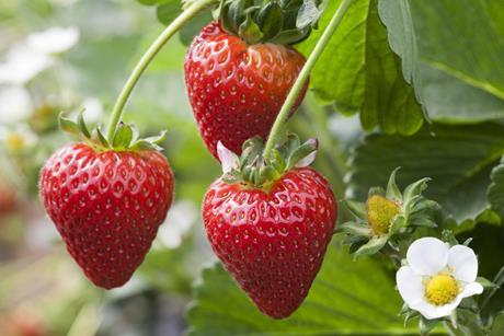 AVA Berries