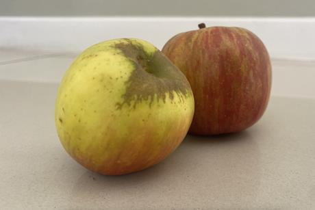 Wittewijn apples South Africa