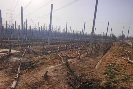 Illegal Scilate apple trees have been destroyed in a Gansu province orchard