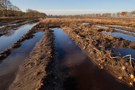 Flooded fields
