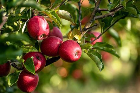 CMI Orchards apple orchards