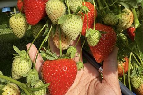 Plant Sciences Genetics Emerald Bay strawberries