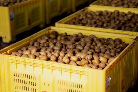 Zespri SunGold kiwifruit Northern Hemisphere