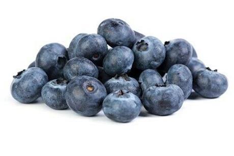 BelOrta Hoogstraten blueberries