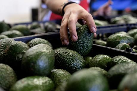 Mexican avocados