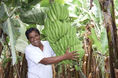 Peru bananas