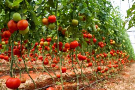 Greenhouse tomatoes