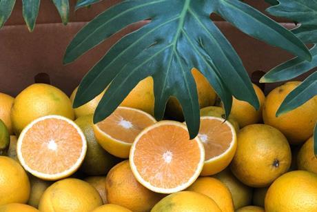 Eosta July Gold Organic Raingrown oranges