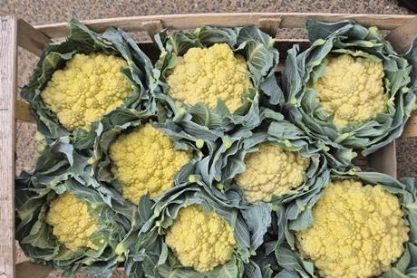Cauliflowers are sunburnt due to extreme heat