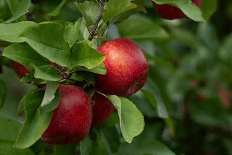 Envy orchard photo