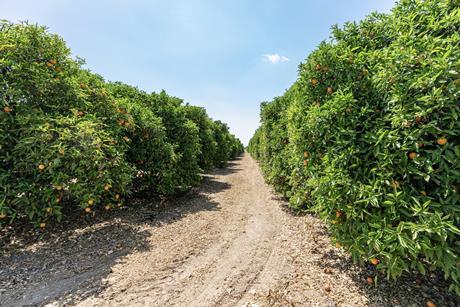 Florida orange orchard Adobe Stock