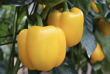 Insignia peppers Hazera