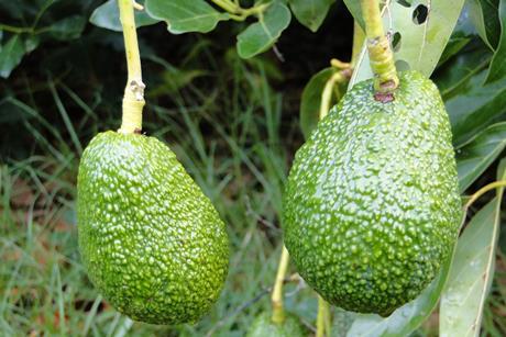 Neuseeland Bay of Plenty - Avocado Hass (17)