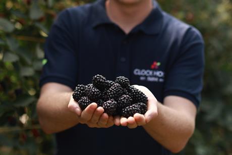 BritishBlackberryHarvest2026_Overs_323