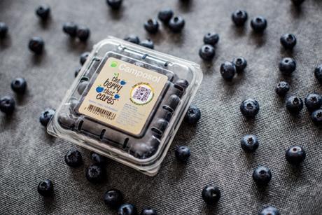 El Niño hat 2023 u.a. zu einem Rückgang der Blaubeerproduktion geführt.