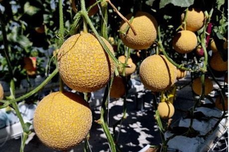 melonsgrownbyhomehillstudents