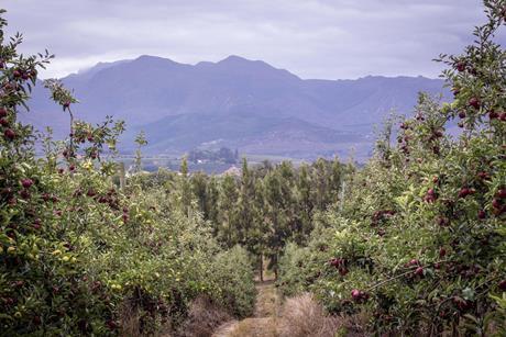 Western Cape apple production South Africa Adobe Stock