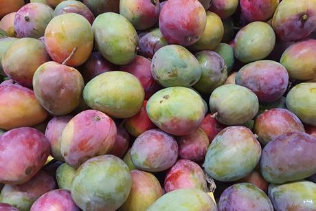 Tommy Atkins mango Adobe Stock