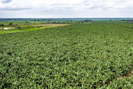 EC banana plantation