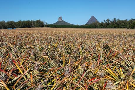 Australian pineapples are grown in Queensland