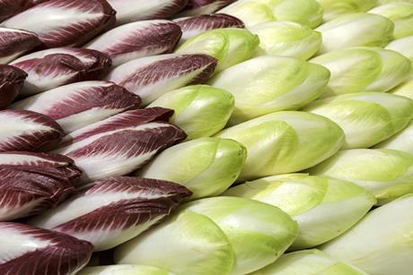 Chicoree rot und gelb
