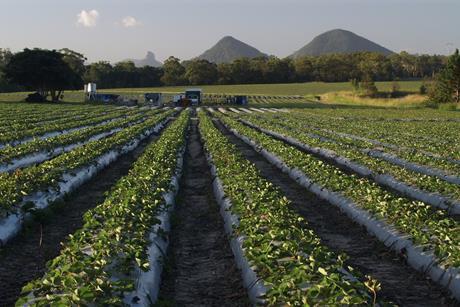 Strawberry production Queensland Australia Adobe Stock