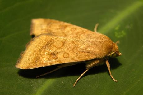 Baumwollkapseleule_Mario Waldburger agroscope