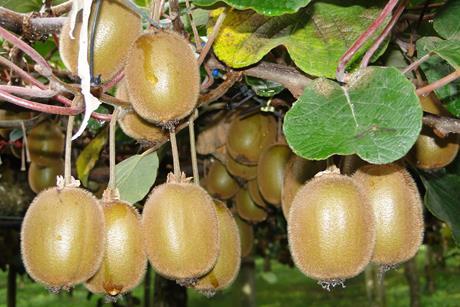 Neuseeland Kiwi Grün - Puketiro (8)