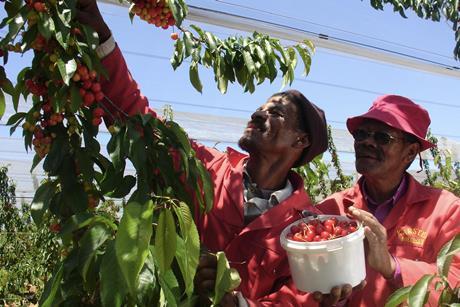 Cherry harvesting Ceres South Africa Karsten