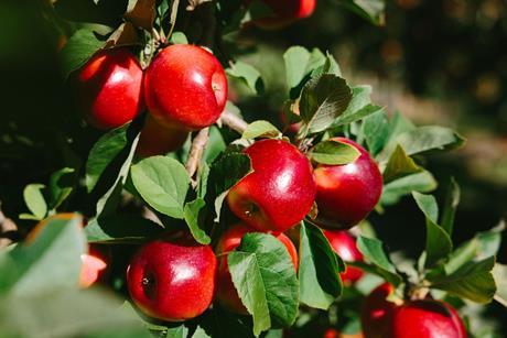 Rockit apples