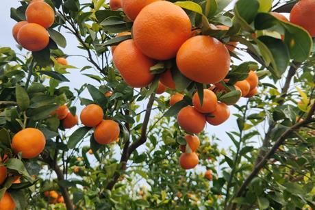 Mayview Citrus Warakirri Asset Management