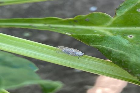 Schilfglasflügelzikade