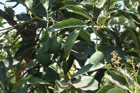Avocado