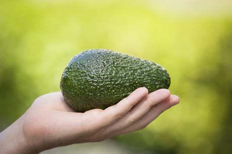 avocado-harvest