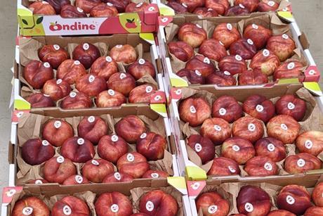 IT Ondine flat nectarines