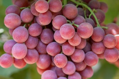Naturitalia Sweet Celebration grapes