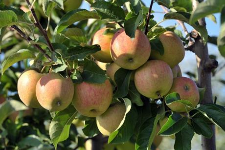 Unterdurchschnittliche Apfelernte 2017 in Brandenburg erwartet