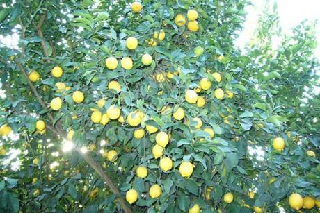 Argentinien_cosechando limones_Zitronen_Betina Ernst (1)