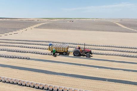 Vanguard Piscu blueberry farm