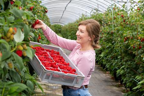 Angus Soft Fruits is having a “very special" raspberry season