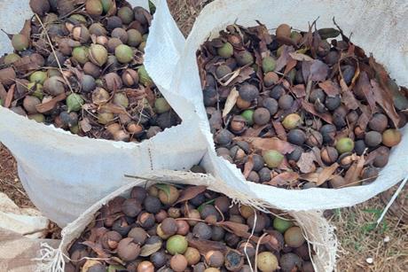 TopNut Harvested macadamia nuts South Africa