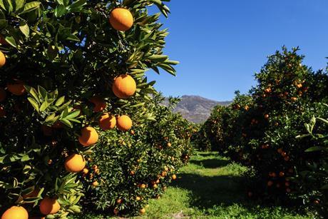 Summer Citrus from South Africa production