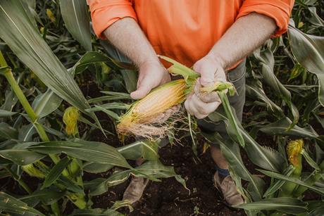 Kalfresh Sweet Corn Paddock