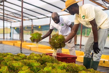 Aston University is working with Tropical Growers in Ghana