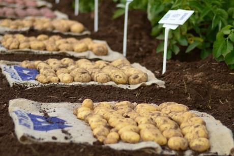 NPIC potatoes