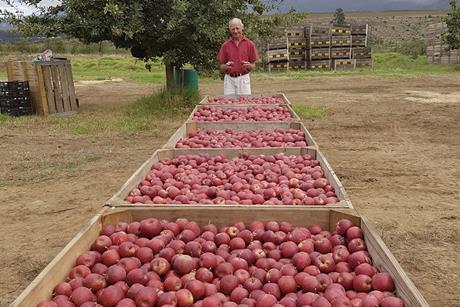 Buks Nel BigBucks Gala apples South Africa