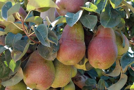 Südafrika Birnen Forelle am Baum L. Brodie