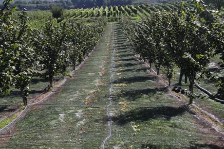 Blick in die Anlage kurz vor der Ernte